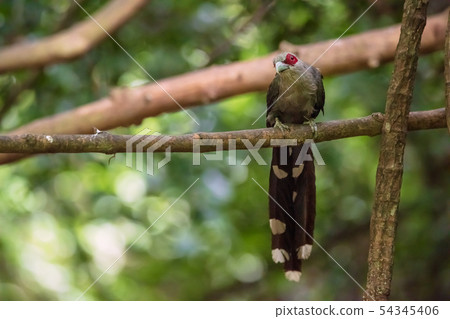 Green billed Malkoha on branch in the forest 54345406