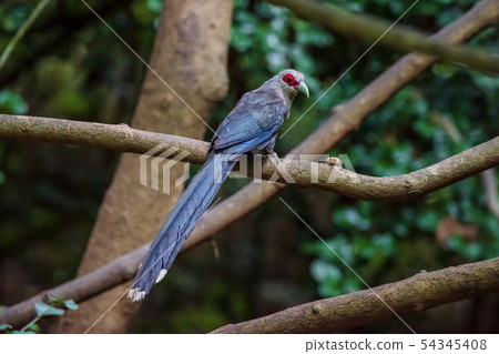 Green billed Malkoha on branch in the forest Green billed Malkoha on branch in the forest 54345408