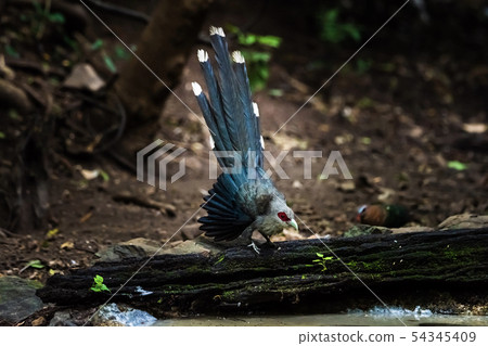 Green billed Malkoha on branch in the forest Green billed Malkoha on branch in the forest 54345409