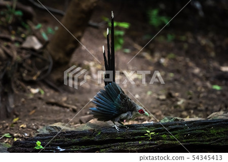 Green billed Malkoha on branch in the forest Green billed Malkoha on branch in the forest 54345413