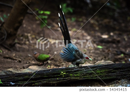 Green billed Malkoha on branch in the forest Green billed Malkoha on branch in the forest 54345415