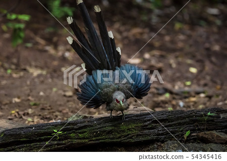 Green billed Malkoha on branch in the forest Green billed Malkoha on branch in the forest 54345416