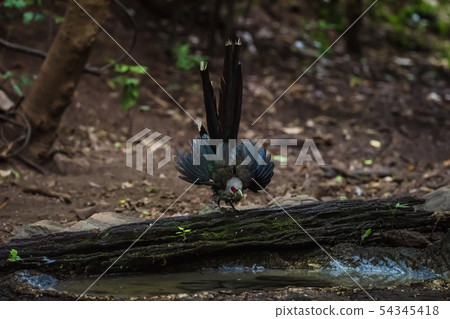 Green billed Malkoha on branch in the forest Green billed Malkoha on branch in the forest 54345418