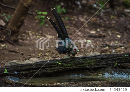 Green billed Malkoha on branch in the forest Green billed Malkoha on branch in the forest 54345419