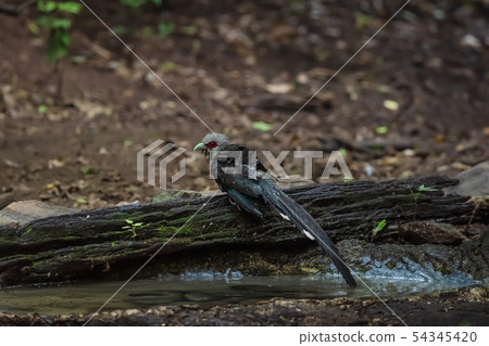 Green billed Malkoha on branch in the forest Green billed Malkoha on branch in the forest 54345420