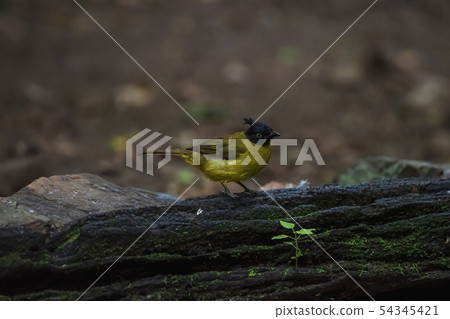 Black-crested Bulbul (Pycnonotus flaviventris) Black-crested Bulbul (Pycnonotus flaviventris) 54345421