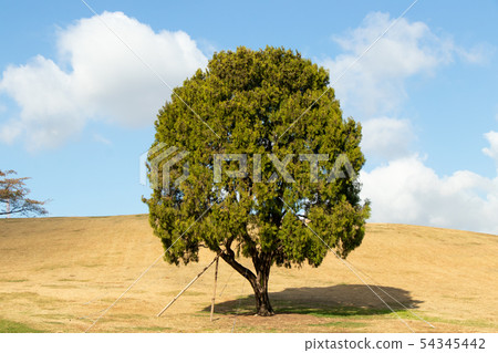 Lonely tree at olympic park 54345442