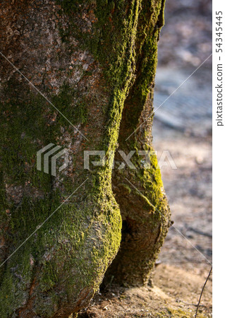 類似屁股的樹 54345445