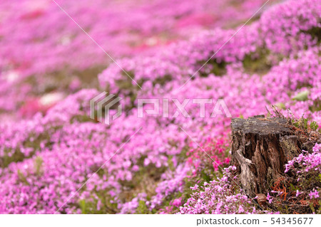 Shibakura of Gifu Prefecture Kunita family 54345677