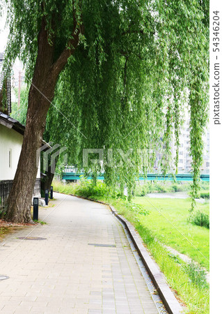 Landscape town photo A willow tree and a white walled merchant house and a bridge and a river inside The green Morioka Nakatsugawara border 54346204