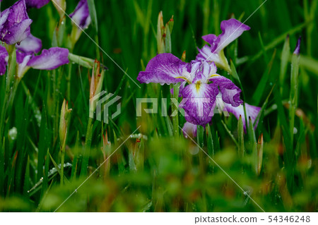 無雨的虹膜 54346248