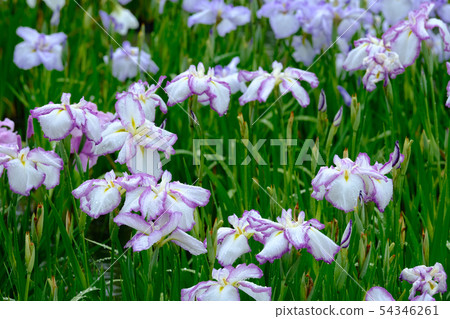 Rainless irises 54346261