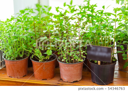 Green plants in pots putting up for sale. Green plants in pots putting up for sale. 54346763