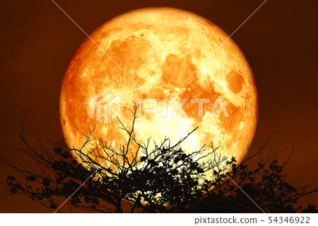 red sturgeon moon on the night red sky back red sturgeon moon on the night red sky back 54346922