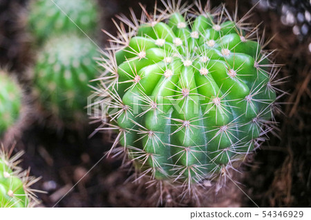cactus on dirt pot put on terrarium to decor cactus on dirt pot put on terrarium to decor 54346929