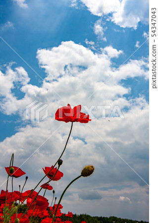 罌粟外觀 54347043