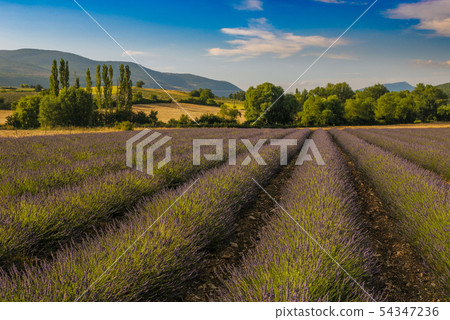 Lavender field, Provence, France Lavender field, Provence, France 54347236