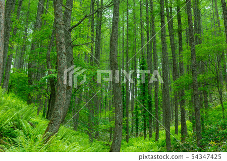 Osida and larch forest Osida and larch forest 54347425