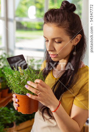 Concentrated florist taking care of a plant. 54347772
