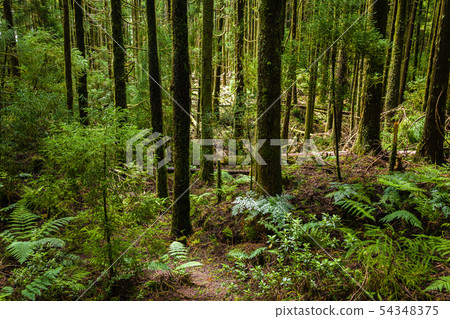 Forest around Canary's Lagoon on Sao Miguel 54348375
