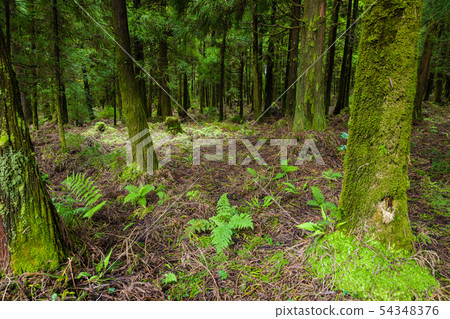 Forest around Canary's Lagoon on Sao Miguel 54348376
