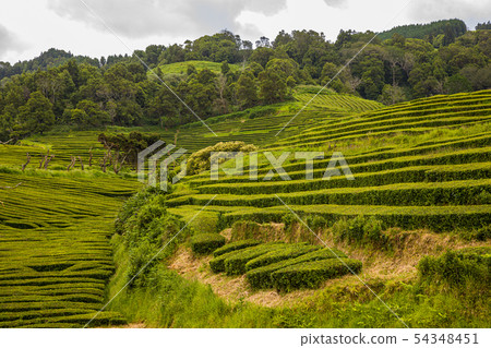 Unique tea plantations on Sao Miguel island, Unique tea plantations on Sao Miguel island, 54348451