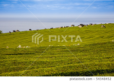 Unique tea plantations on Sao Miguel island, Unique tea plantations on Sao Miguel island, 54348452