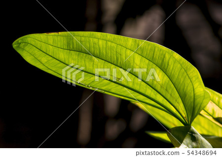 Green leaves in nature, where the sun shines throu Green leaves in nature, where the sun shines throu 54348694