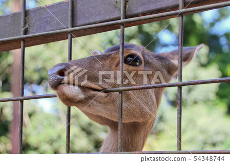 Deer that bears the fence 54348744