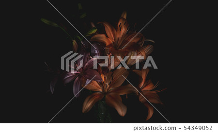 Yellow flowers on dark background Yellow flowers on dark background 54349052
