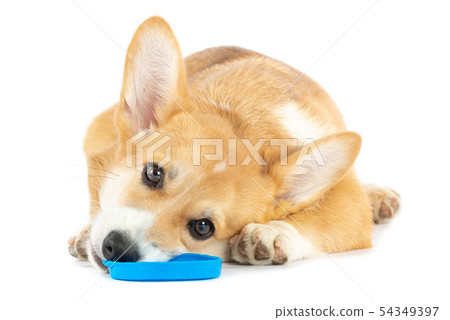 Pembroke Welsh Corgi with a toy Pembroke Welsh Corgi with a toy 54349397