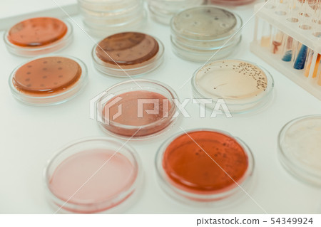 Top view of different petri dishes with samples Top view of different petri dishes with samples 54349924