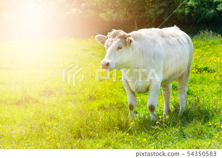 White Cow at the Green Meadow 54350583