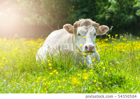 White Cow at the Green Meadow White Cow at the Green Meadow 54350584
