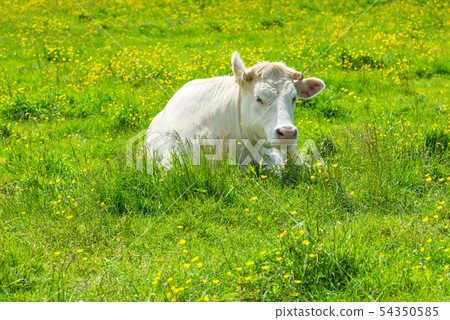 White Cow at the Green Meadow White Cow at the Green Meadow 54350585