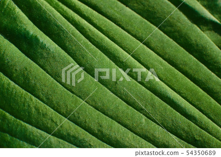 Green leaf relief, close-up, macro. 54350689