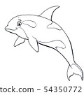 The killer whale jumps contour line on white 54350772