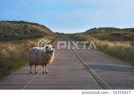 Single sheep on an empty road facing the camera Single sheep on an empty road facing the camera 54350817