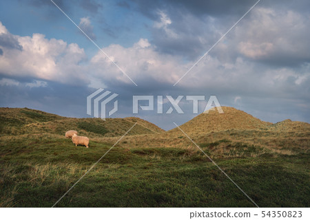 Rustic landscape with sheep grazing on hills in Rustic landscape with sheep grazing on hills in 54350823