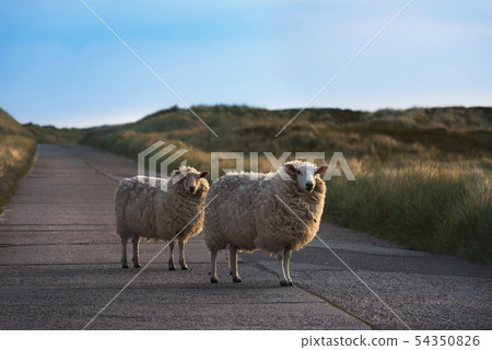 Funny sheep in the middle of an empty road Funny sheep in the middle of an empty road 54350826