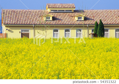 Rape blossoms and house Rape blossoms and house 54351322
