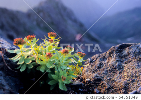 Iwakenkei of the dawn Iwakenkei of the dawn 54351349