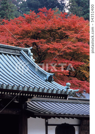 Autumnal leaves and roof tiles 54351400