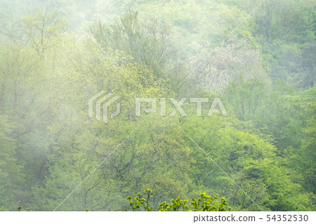 Thick green forest on a hillside in the mist Thick green forest on a hillside in the mist 54352530
