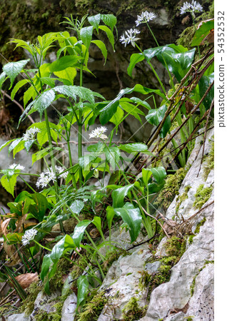 Small white flowers on a stone cliff. Small white flowers on a stone cliff. 54352532