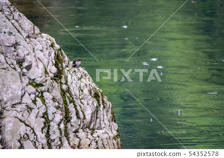 Small bird northern wheatear or wheatear Small bird northern wheatear or wheatear 54352578