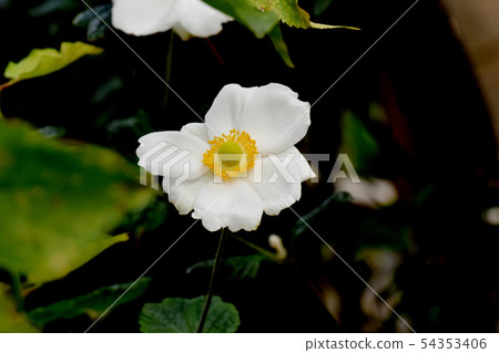 在三鷹中原開花的白色灌木 在三鷹中原開花的白色灌木 54353406