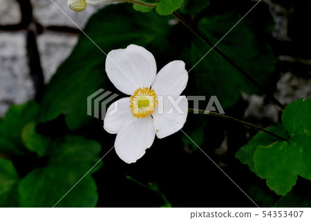 在三鷹中原開花的白色灌木 在三鷹中原開花的白色灌木 54353407