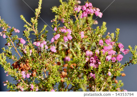 開花在三鷹中原Erika的桃紅色色情 54353794