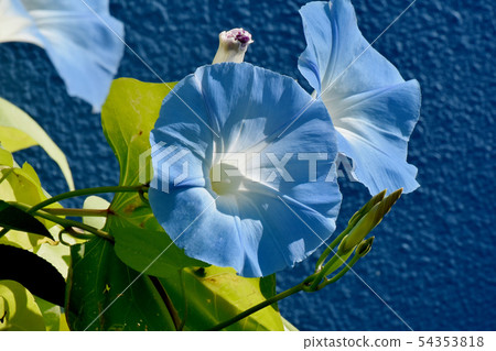 開花在三鷹中原的藍色花 開花在三鷹中原的藍色花 54353818